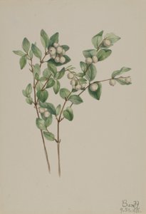 Myrtille (Symphoricarpos albus) - Mary Vaux Walcott