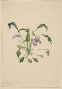 Violette à pied d