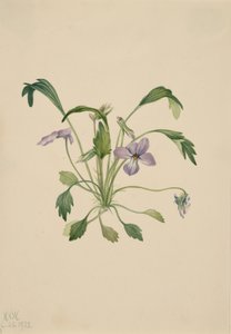 Violette à éperon du sud, 1922 - Mary Vaux Walcott