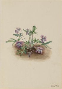 Violette de la côte sud (Viola septemloba) - Mary Vaux Walcott
