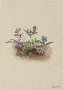 Violette de la côte sud Viola septemloba, 1919 - Mary Vaux Walcott
