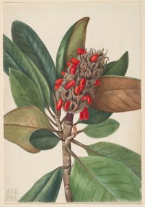 Magnolia du sud (Magnolia grandiflora) - Mary Vaux Walcott