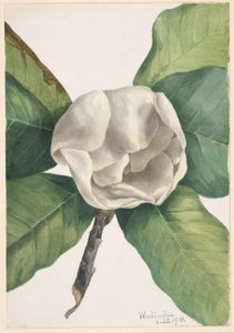 Magnolia du sud (Magnolia grandiflora) - Mary Vaux Walcott