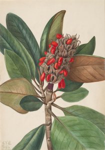 Magnolia du Sud Magnolia grandiflora, 1923 - Mary Vaux Walcott