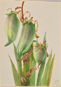 Baïonnette espagnole (Yucca baccata) - Mary Vaux Walcott