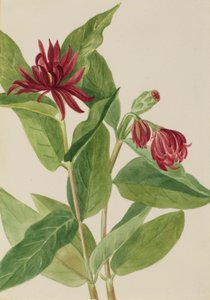 Calycanthus occidental (Cicebush) - Mary Vaux Walcott