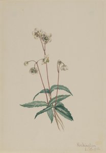 Pipsissewa tacheté (Chimaphila maculata) - Mary Vaux Walcott