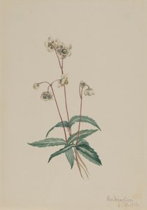 Pipsissewa tachetée Chimaphila maculata, 1918 - Mary Vaux Walcott