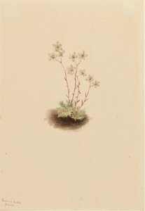 Saxifrage tachetée Saxifraga bronchialis - Mary Vaux Walcott