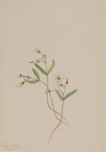 Belle de printemps (Claytonia lanceolata) - Mary Vaux Walcott