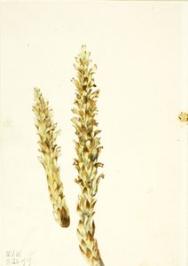 Squawroot Conopholis americana, 1919 - Mary Vaux Walcott