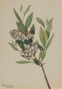 Pieris mariana (Pieris mariana) - Mary Vaux Walcott