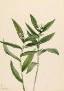 Solomonplume étoilé (Star Vagnera) - Mary Vaux Walcott