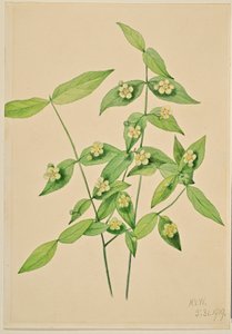 Euonymus americanus (arbuste à fraises) - Mary Vaux Walcott