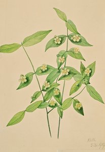 Fusain Euonymus americanus, 1919 - Mary Vaux Walcott