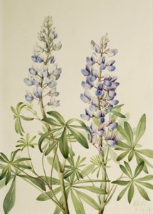 Cadran solaire Lupine Lupinus perennis, 1919