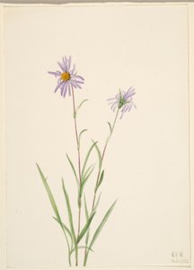 Aster des marais (Aster paludosus)