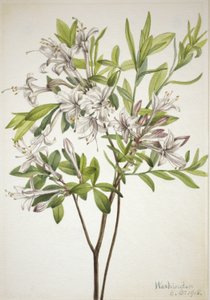 Azalée des marais (Azalea viscosa)