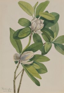Magnolia des marais (Magnolia virginiana) - Mary Vaux Walcott