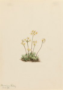 Douce Androsace Androsace carinata, 1916 - Mary Vaux Walcott