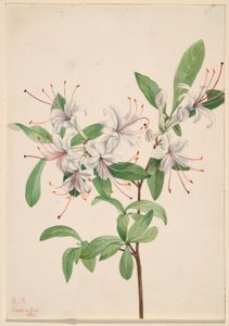 Azalée douce (Azalea arborescens)