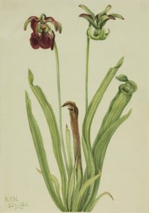 Sarracénie rouge, 1920 - Mary Vaux Walcott