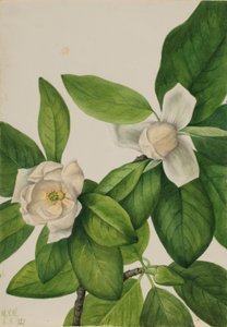 Magnolia (Magnolia virginiana) - Mary Vaux Walcott