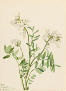 Hedysarum mackenzii, 1921 - Mary Vaux Walcott