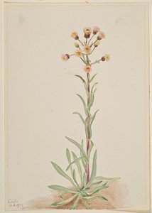 Vergerette (Erigeron acris)