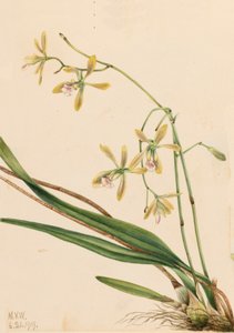 Epidendrum de Tampa, Epidendrum tampense, 1919