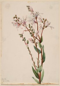 Tournesol (Befaria racemosa) - Mary Vaux Walcott