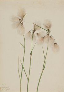 Linaigrette (Eriophorum angustifolium) - Mary Vaux Walcott