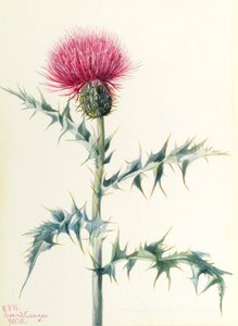 Chardon (Cirsium arizonica) - Mary Vaux Walcott