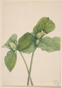 Trille à chenilles (Trillium sessile) - Mary Vaux Walcott