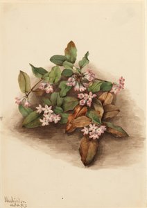 Arbutus rampant - Mary Vaux Walcott