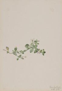 Houstonia procumbens (Houstonia procumbens) - Mary Vaux Walcott