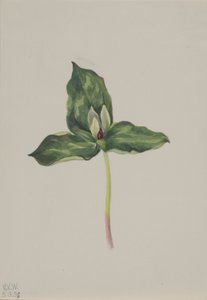 Trillium discolor - Mary Vaux Walcott