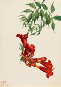 Bignonia radicans (Bignonia radicans) - Mary Vaux Walcott