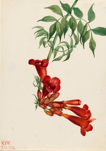 Bignone radicante Bignonia radicans, 1926 - Mary Vaux Walcott
