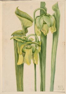 Trompette (Sarracenia flava) - Mary Vaux Walcott