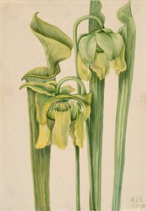 Sarracénie jaune Sarracenia flava, 1920 - Mary Vaux Walcott