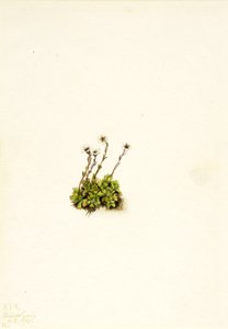 Saxifrage gazonnante, 1921 - Mary Vaux Walcott