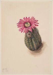 Cactus à tête de dinde (Echinocerus perbellus)