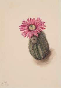 Cactus tête de dinde Echinocerus perbellus, 1930 - Mary Vaux Walcott