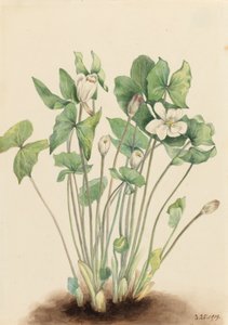 Jeffersonia diphylla