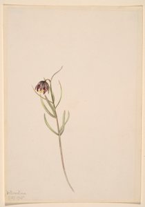 Sans titre--Étude de fleurs - Mary Vaux Walcott