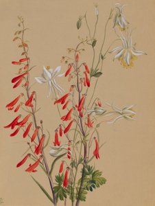 Sans titre--Étude de fleurs