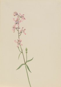 Sans titre--Étude de fleurs - Mary Vaux Walcott