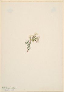 Sans titre--Étude de fleurs - Mary Vaux Walcott