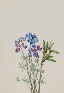 Sans titre--Étude de fleurs